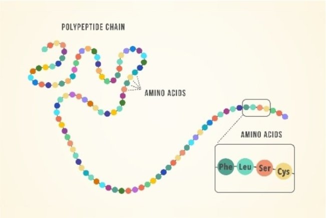 Spirulina reduces allergies