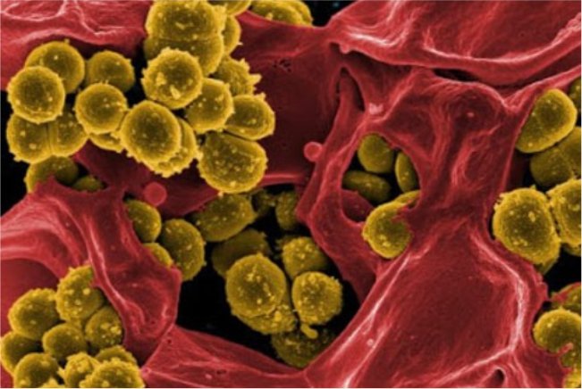 Spirulina boosts metabolism