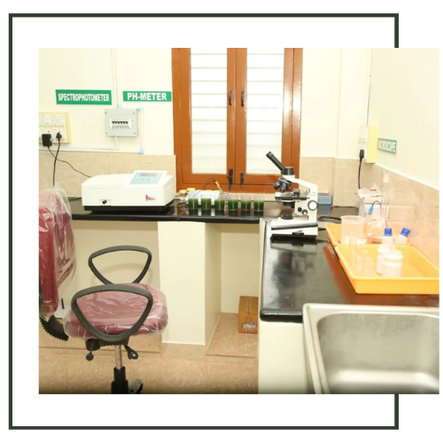 spirulina production